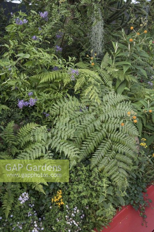 Lophosoria quadripinnata

The Trailfinders 'Undiscovered Latin America' Garden at RHS Chelsea Flower Show 2019

Designer: Jonathan Snow

Sponsors: Trailfinders 

Builder: Stewart Landscape Construction

Silver Medal Winner