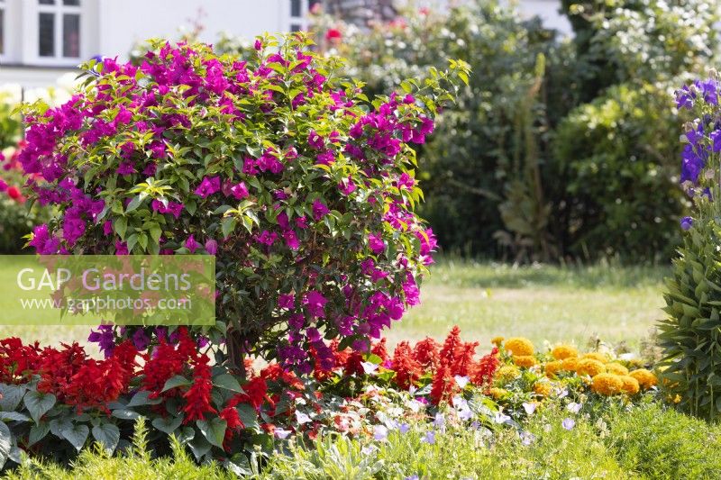 Planting with Bougainvillea, spring April