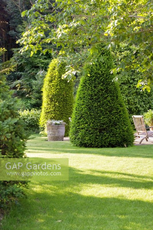 View into the garden with Taxus, spring May