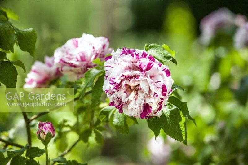Rosa damascena, summer June
