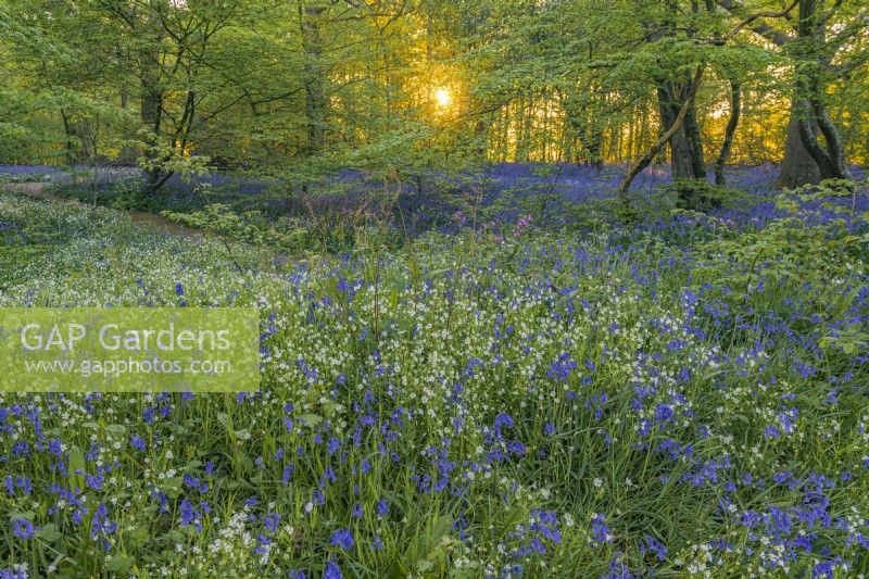 View of a woodland with Stellaria nemorum and Hyacinthoides non-scripta flowering in Spring - April
