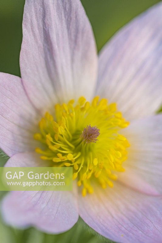Pulsatilla vulgaris 'Perlen Glocke' flowering in Spring - April