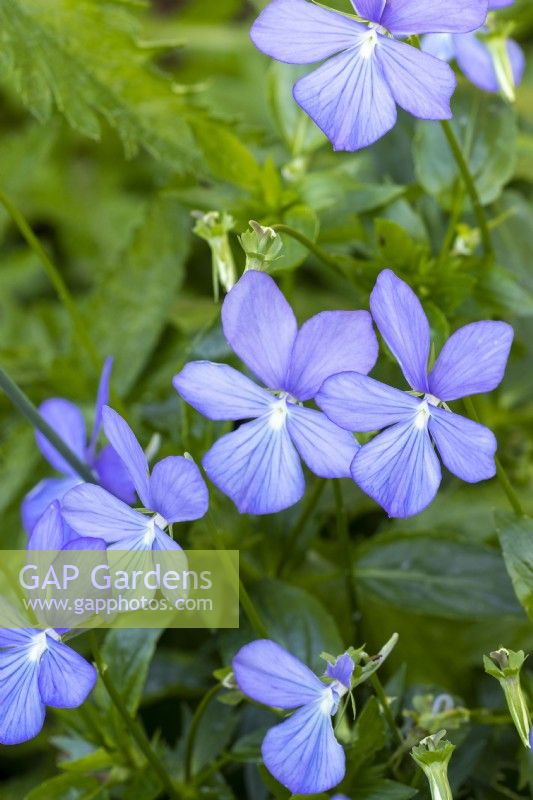 Viola cornuta 'Belmont Blue'