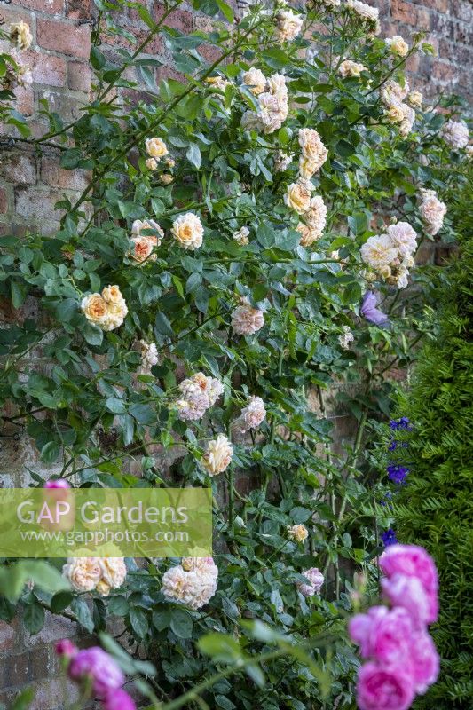 Rosa 'Buff Beauty' climbs the walls in a walled garden