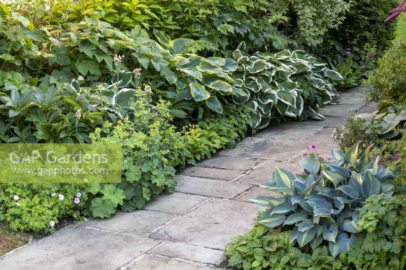 Hosta 'Francee', 'June' and 'Frances Williams' in shaded area of garden, with paved path