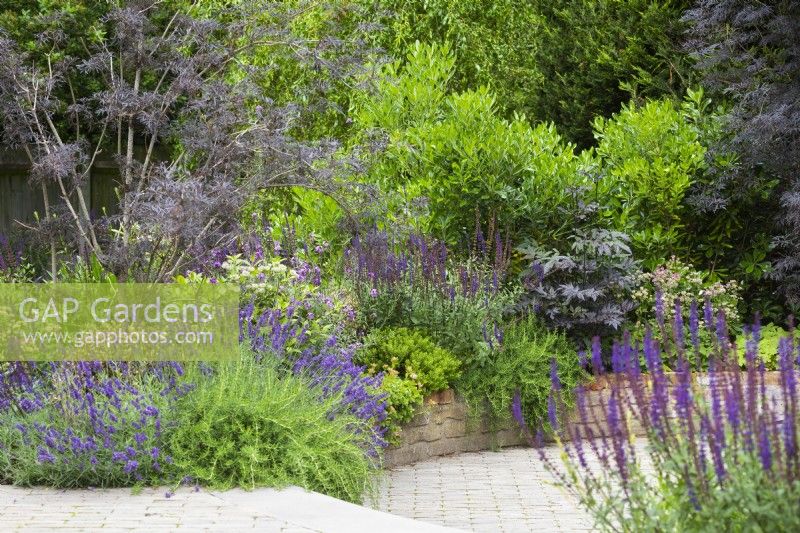 Raised bed with Rosmarinus Lavender and Sambucus nigra 'Black Lace'in sunken garden.