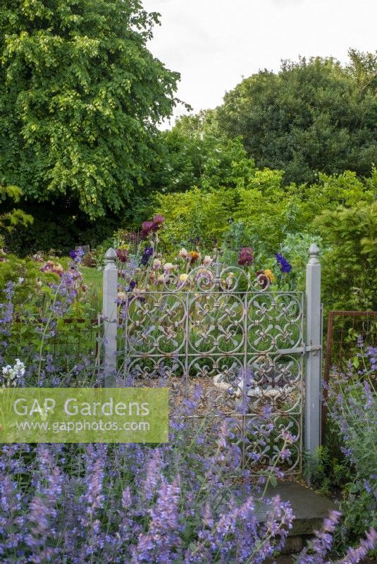 Metal decorative gate leading to a gravel path with bearded iris