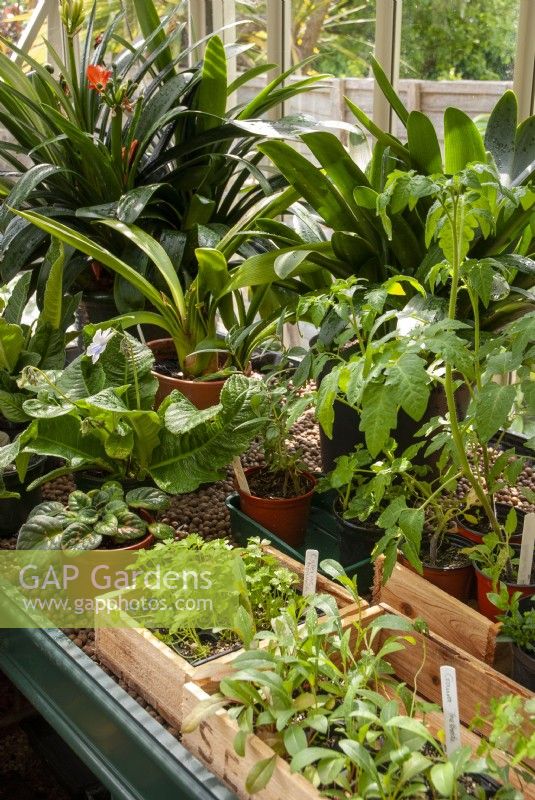 Selection of plants and seedlings growing in a greenhouse