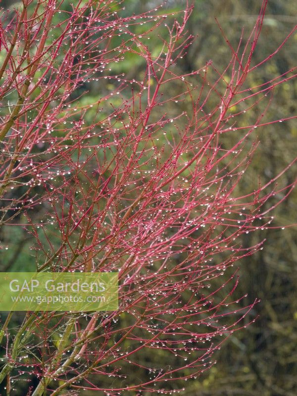 Acer palmatum 'Sango-kaku' - Coral-bark maple showing red stems in spring with rain drops