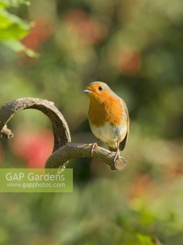 Erithacus rubecula - Robin perched on  branch