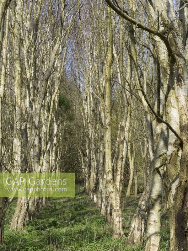 Betula pendula - Avenue of Silver Birches in woodland garden