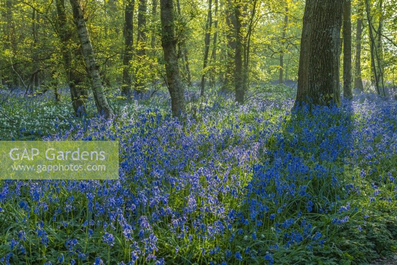 View of a woodland carpeted with Hyacinthoides non-scripta in Spring - April