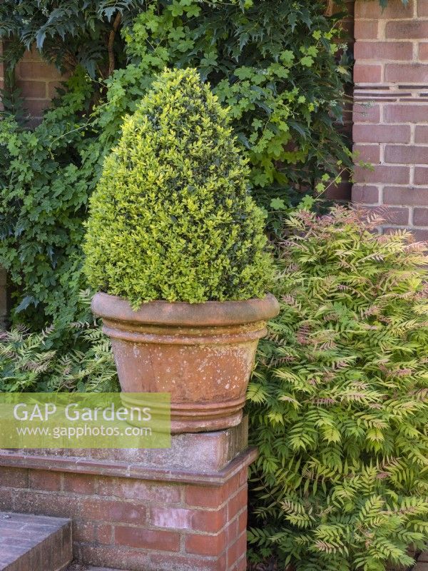 Clipped Buxus sempervirens pyramid  and Sorbaria sorbifolia mid april Norfolk