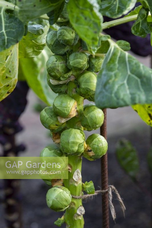 Brussels Sprout 'Brilliant'