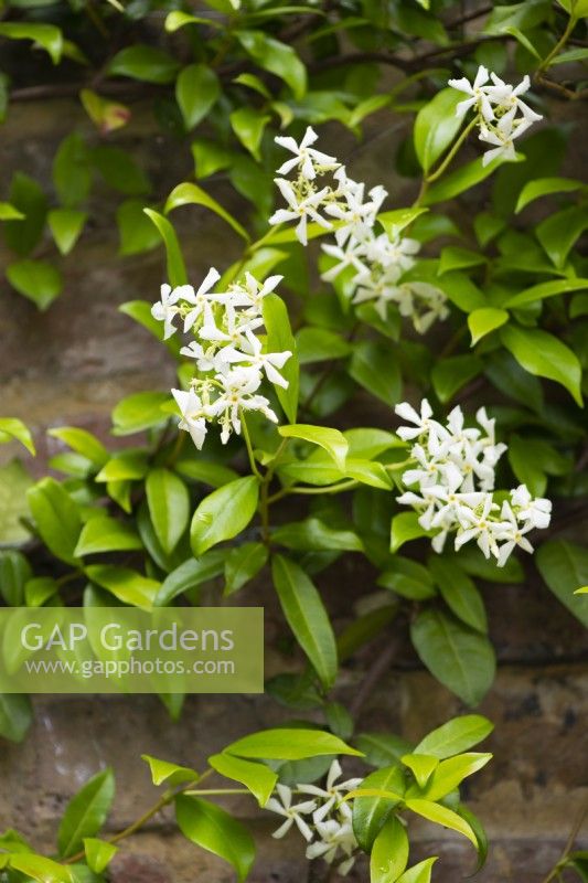 Trachelospermum jasminoides star jasmine