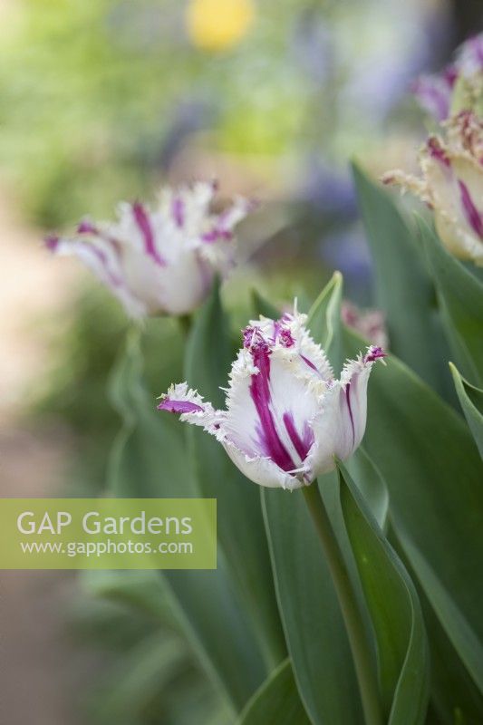 Tulipa 'Purple Circus' - Fringed Tulip