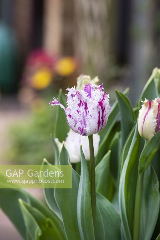 Tulipa 'Purple Circus' - Fringed Tulip
