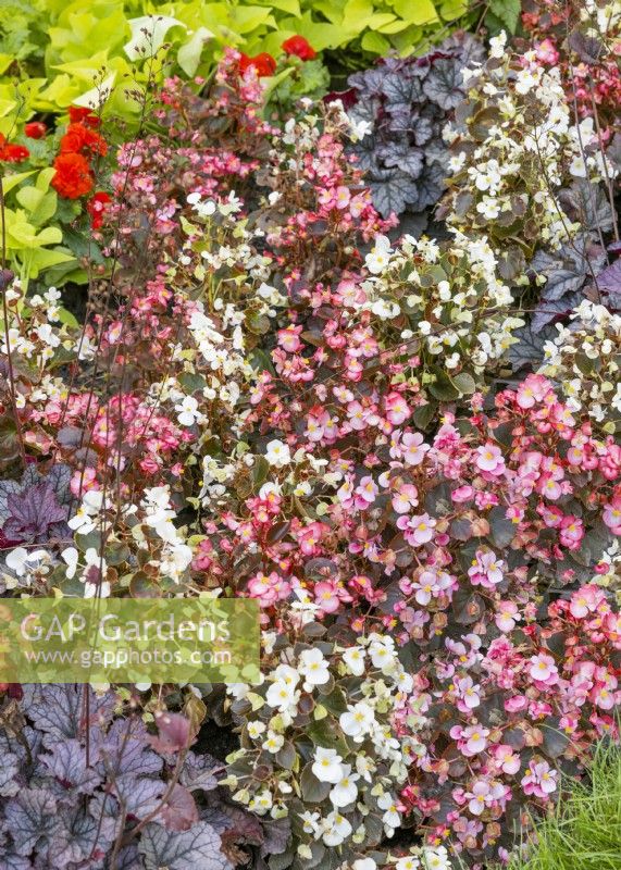 Begonia cucullata var. hookeri mix, summer August