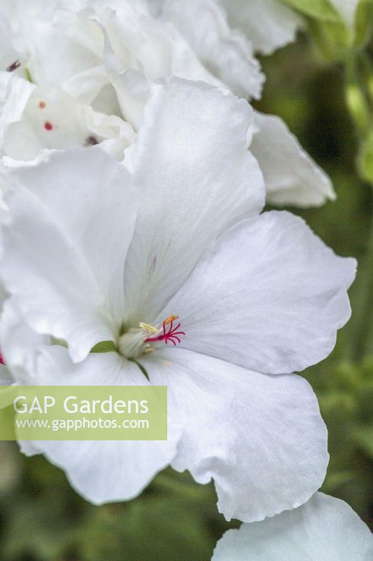 Pelargonium 'White Chiffon'