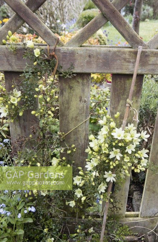 Old tights cut up into strips make ties for use in the garden. The ties are used to tie up climbing plants like Clematis 'Early Sensation' in this image to trellis and canes. 