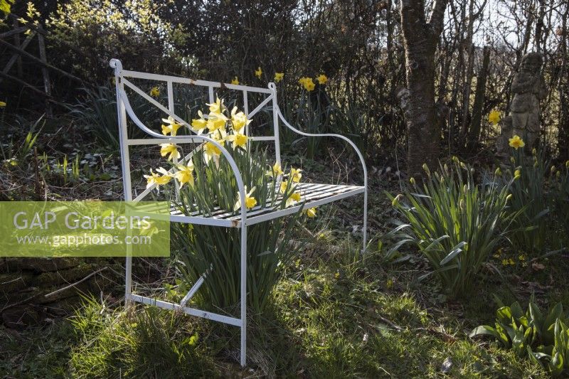 A white wrought iron bench has daffodils growing underneath it with flowers blooming between the bench seat slats. Spring.