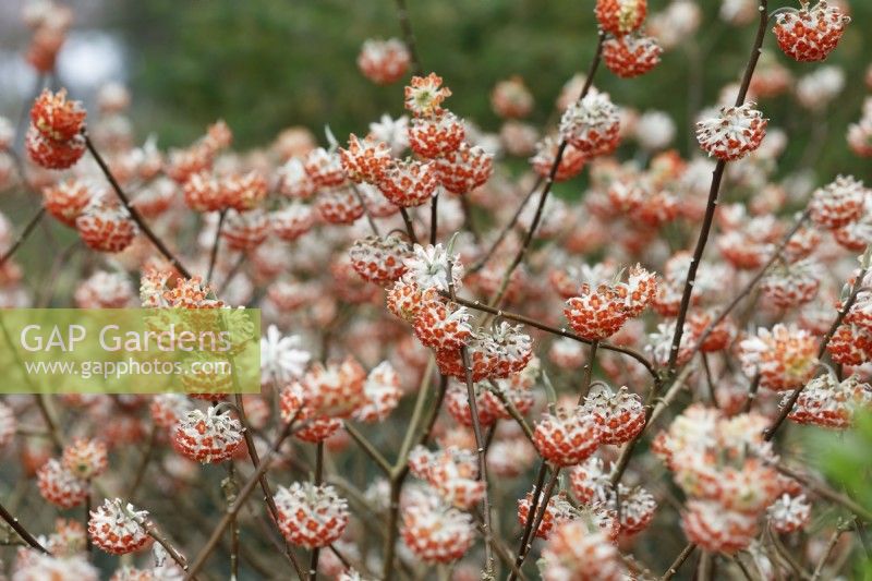 Edgeworthia chrysantha 'Red Dragon' - Paperbush 'Red Dragon'