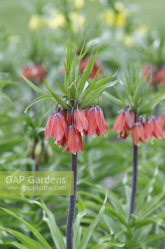 Fritillaria imperialis 'Red Beauty' - Crown Imperial