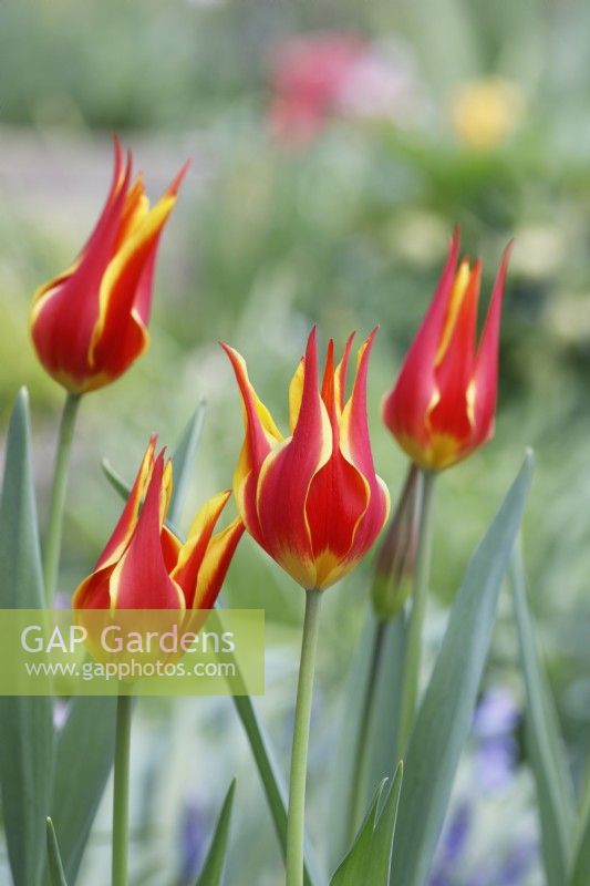 Tulipa 'Ballade Dream' - Tulips