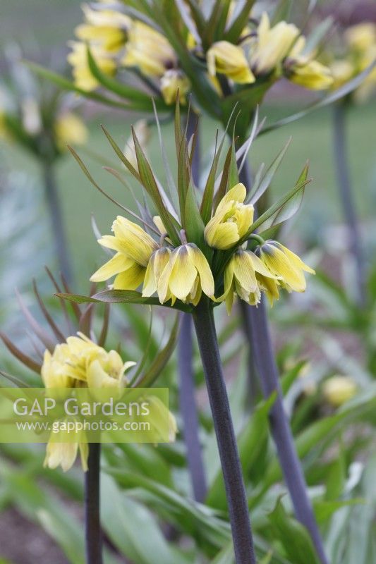 Fritillaria imperialis 'Early Passion' - Crown Imperial