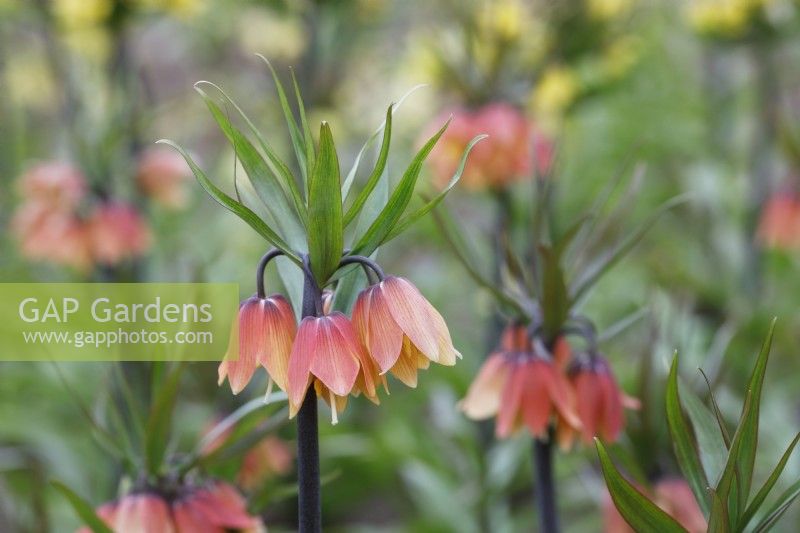 Fritillaria imperialis 'Early Fantasy' - Crown Imperial
