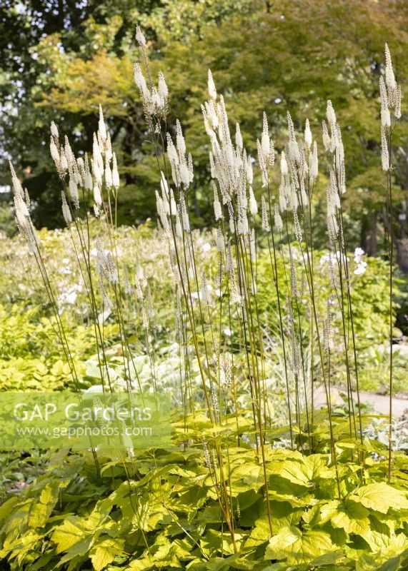 Cimicifuga racemosa var. cordifolia, summer August