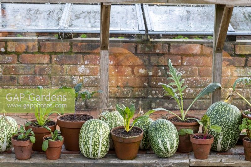Display of winter vegetable seedlings and squashes in winter