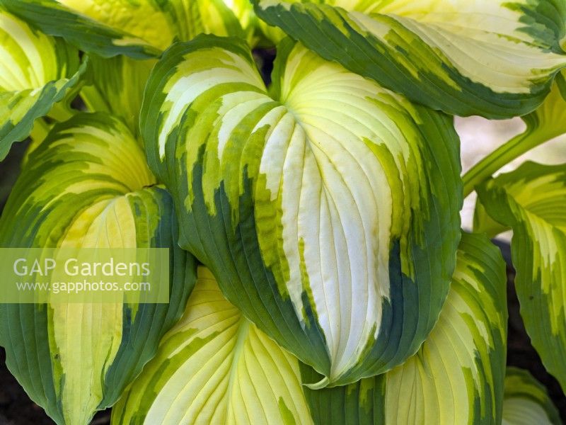 Hosta 'War Paint' new leaves in early May