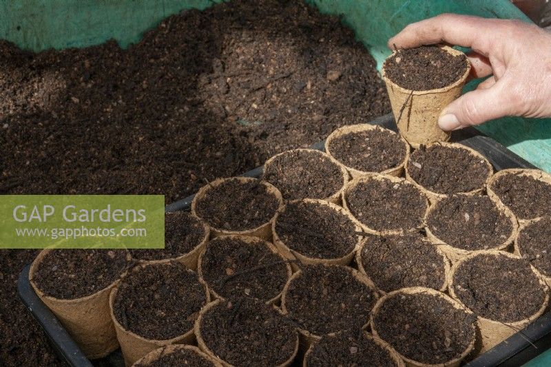 Sowing seeds into fibre pots. Pack each one into a seed tray