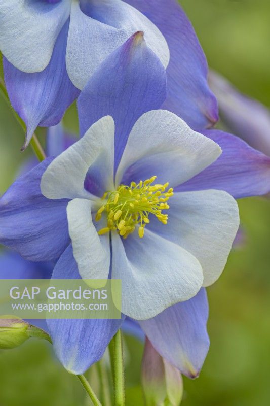 Aquilegia vulgaris 'Songbird Blue Bird' flowering in Spring - April