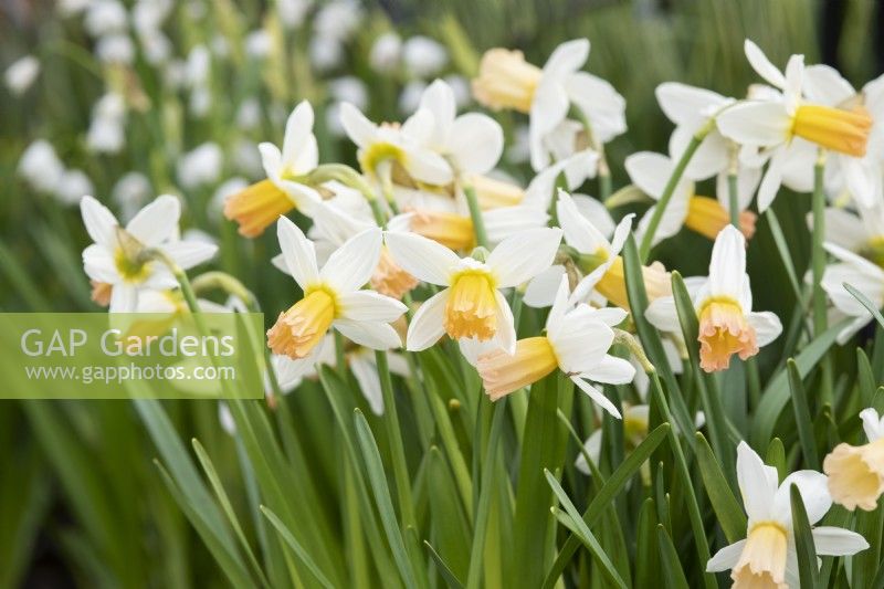 Narcissus 'Winter Waltz' -  Daffodil