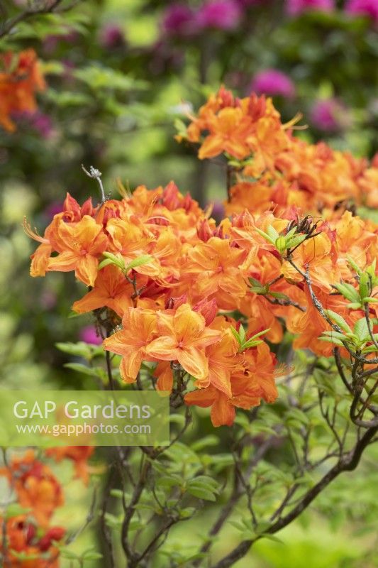 Rhododendron 'Golden Sunset'
