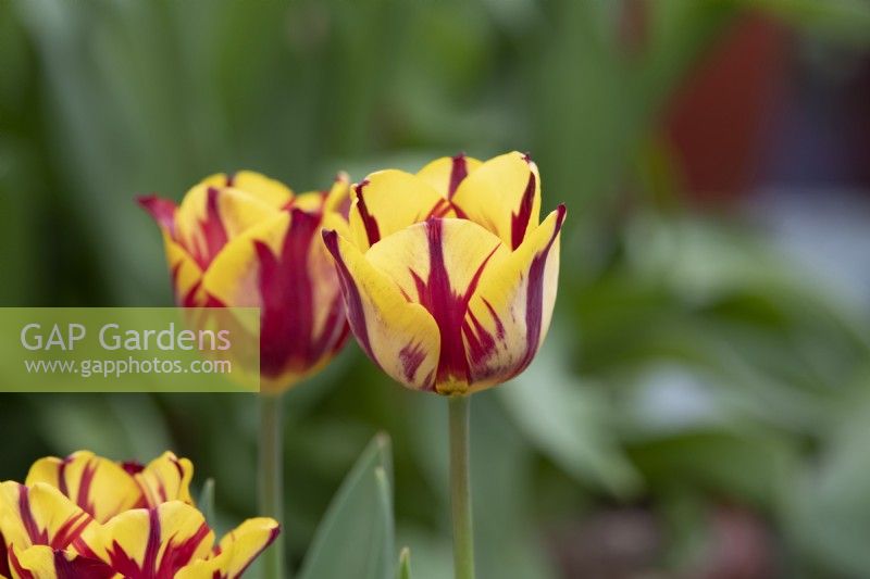 Tulipa 'Helmar' - Rembrandt Tulip