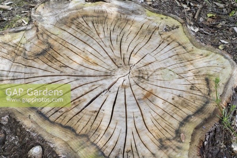Stump of felled tree