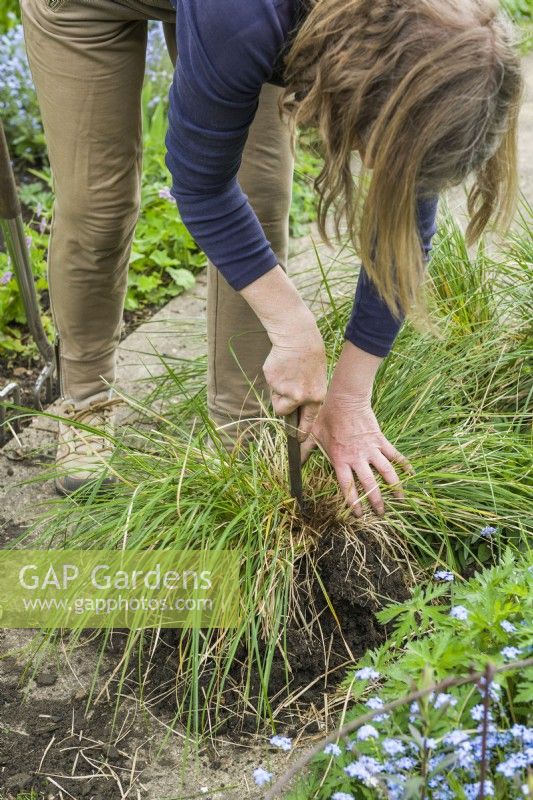 Deschampsia cespitosa 'Waldschatt'. Dividing a grass. Step 2. Woman using a garden knife to cut through remaining tough roots. May