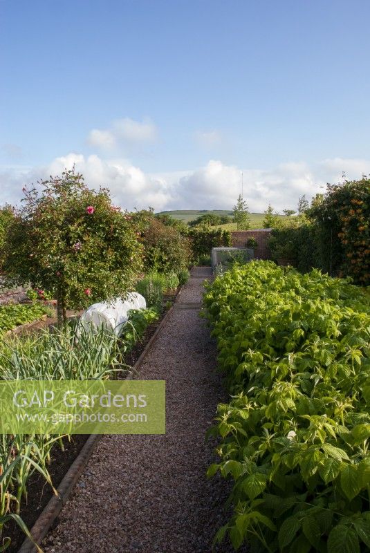 Gravel path leading through kitchen garden with raspberries, leeks and standard roses.  The Old Rectory, Isle of Wight