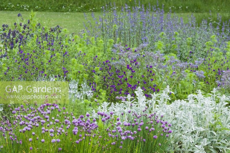 Border planted with selection of plants that have flowers attractive to bees. Echium plantagineum - purple viper's bugloss, Stachys byzantina - lamb's ears, Veronica gentianoides, chives and Borago officinalis - borage. May