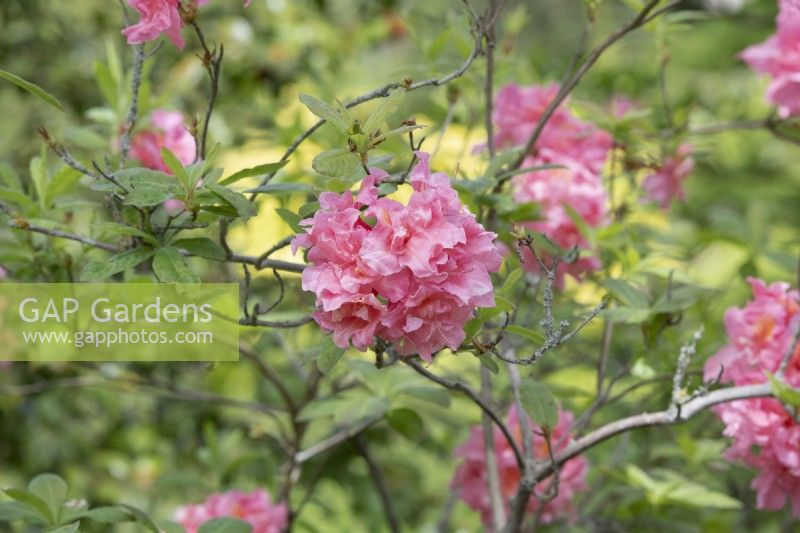 Rhododendron 'Silver Slipper'