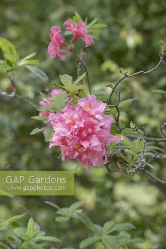 Rhododendron 'Silver Slipper'