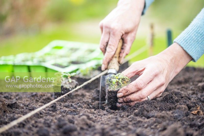 Woman planting Tagetes plug in a raised bed