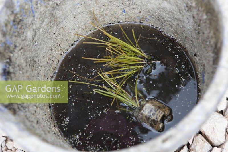 Two plug plants are soaked in water in preparation for planting within a vegetated modular retaining wall. Carex testacea, orange New Zealand sedge.