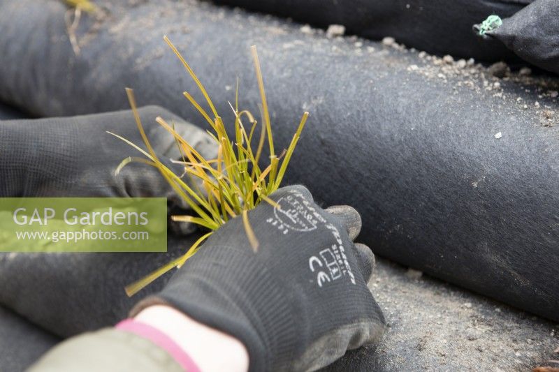 A plug plant is gently placed in position for planting within a modular vegetated retaining wall. The plant is carex testacea, orange New Zealand sedge. 