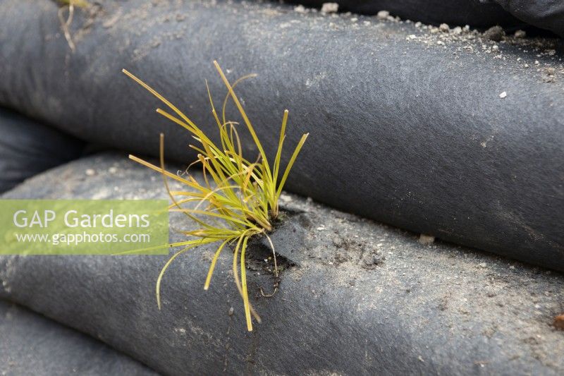 A plug plant is freshly planted within a modular vegetated retaining wall. The plant is carex testacea, orange New Zealand sedge. 