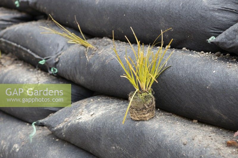 A plug plant is sited for planting within a modular vegetated retaining wall. The plant is carex testacea, orange New Zealand sedge. 