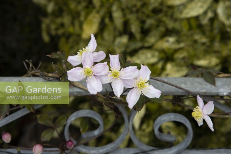 Clematis montana 'Rubens' is trained to grow in and out of a balcony balustrade. 